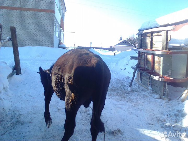 Бык и телка