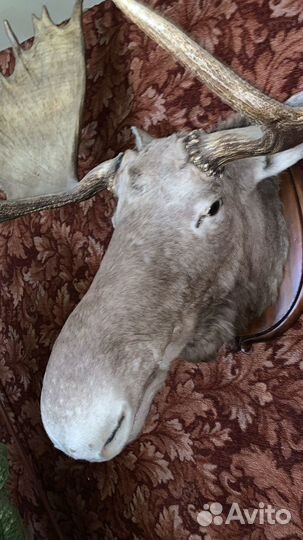 Чучела животных