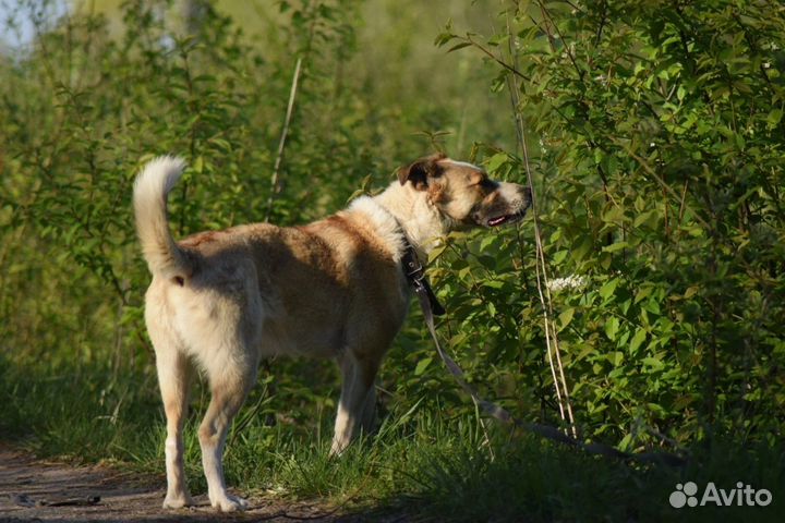 Собака в добрые руки (девочка) приют 