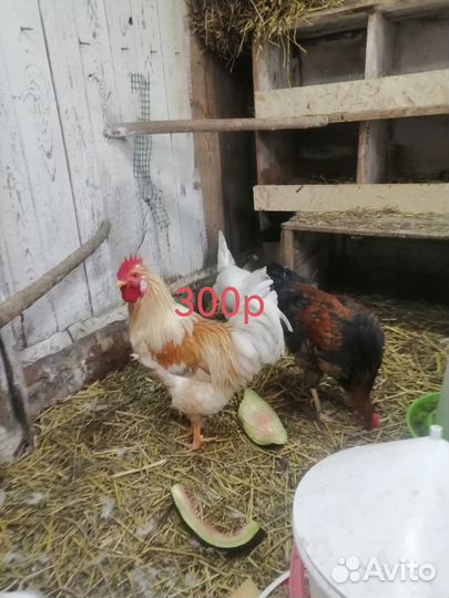 Молодые петухи