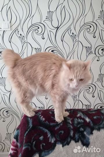 Кошки курильский бобтейл
