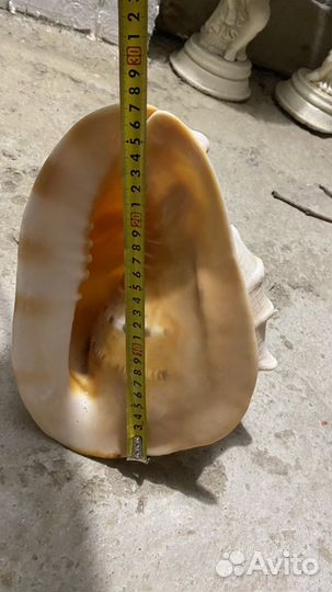 Раковины морские