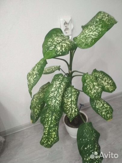 Комнатные растения