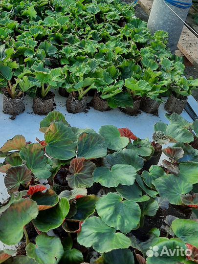 Фуксии, пеларгонии королевские, бегонии мелким опт