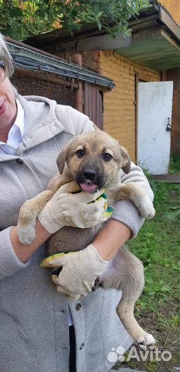 Красивые малыши в очень добрые руки