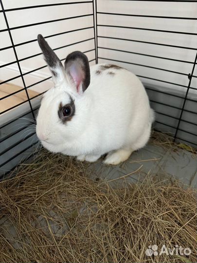 Декоративный кролик белый
