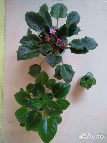 Фиалка (забронировано)