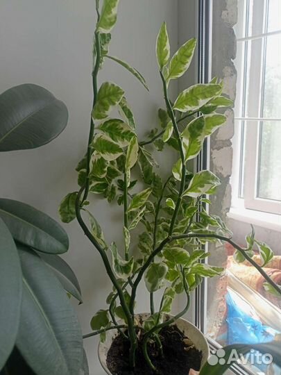 Домашние цветы