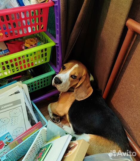 Вязка кобель бигль