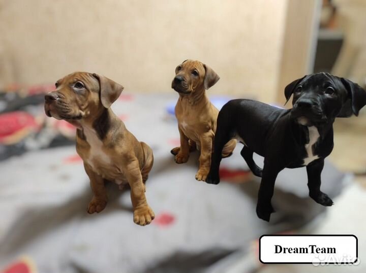 Щенки питбуля