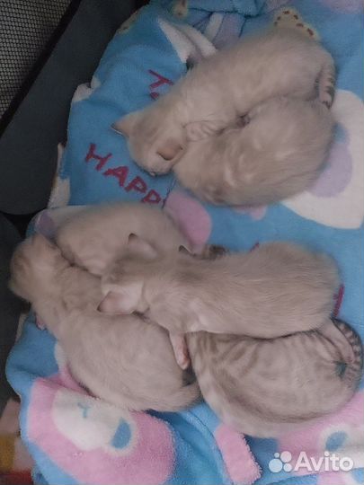 Бенгальские котята