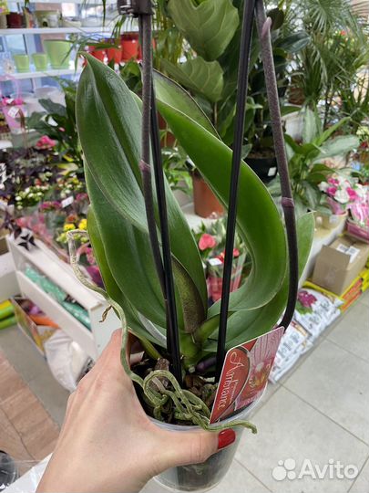 Орхидея фаленопсис каменная роза