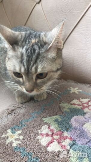 Кошечка в добрые руки