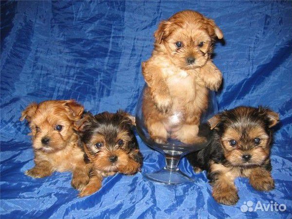 Йоркширский терьер щенок