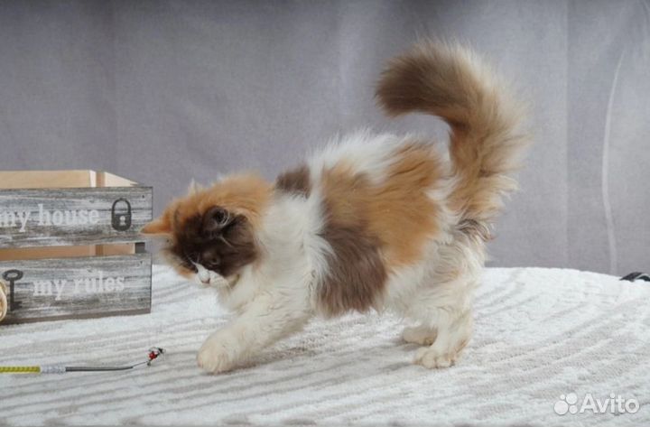 Британский котёнок Магнолия