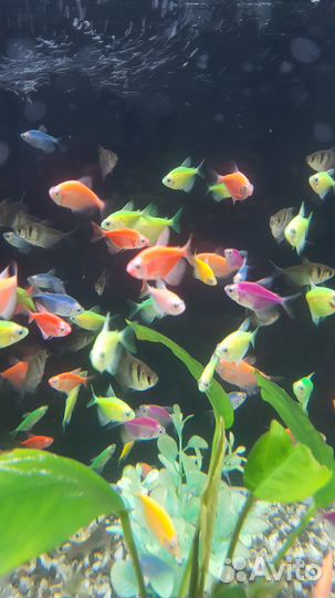 Аквариумные рыбки