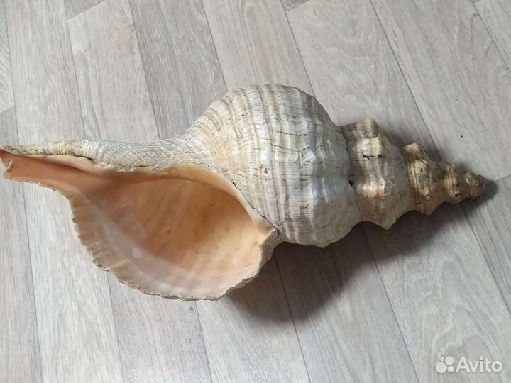 Ракушка 50см