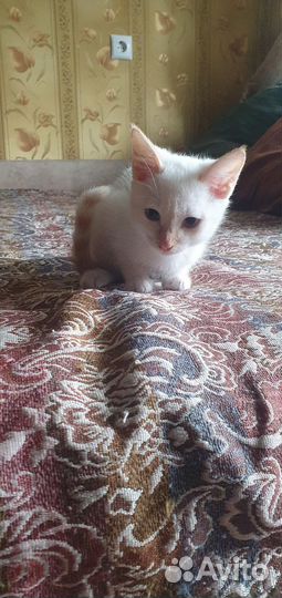Кошки бесплатно