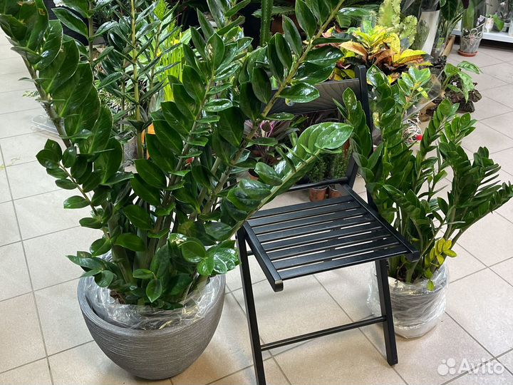 Замиокулькас Н110см