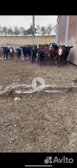 Коровы абердин ангус и герефорд с телочками