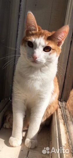 Кошка Арина
