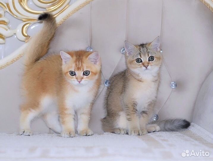 Британская кошечка