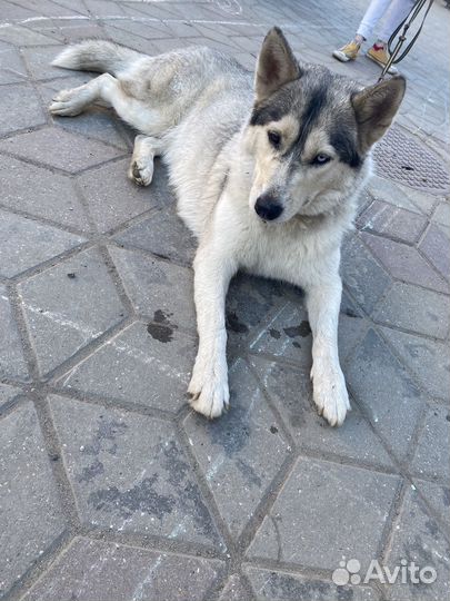 Хаски в добрые руки