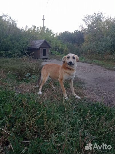 Собака бесплатно в дар в добрые руки