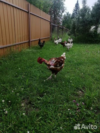 Петухи молодые