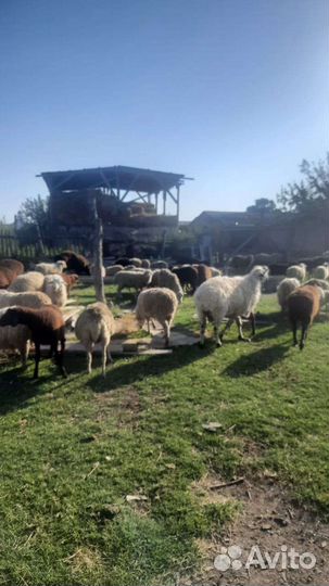 Продаются баранчики мартовские 45голов