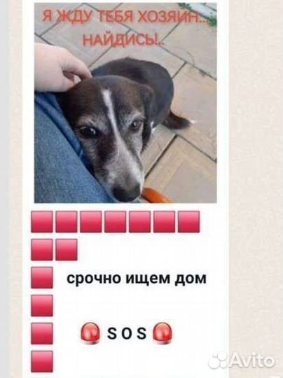 Собака ищет дом