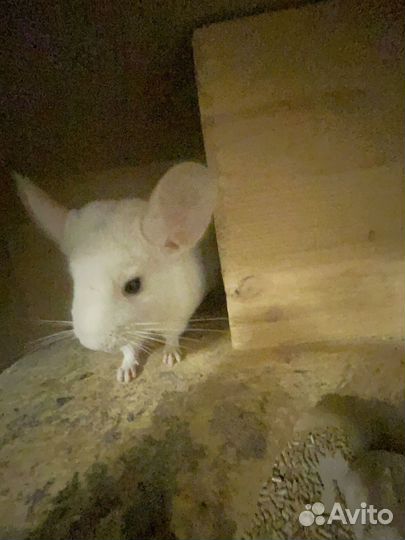 Шиншилла белая