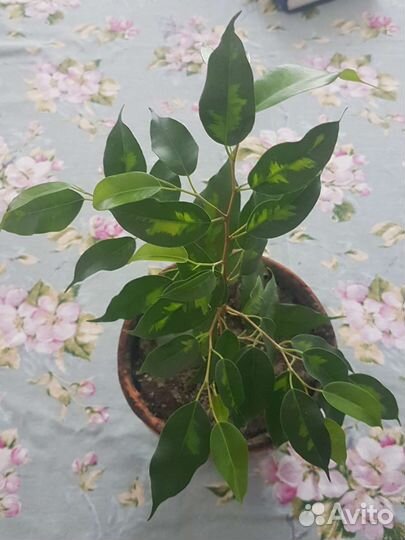 Фикус бенджамина в горшке