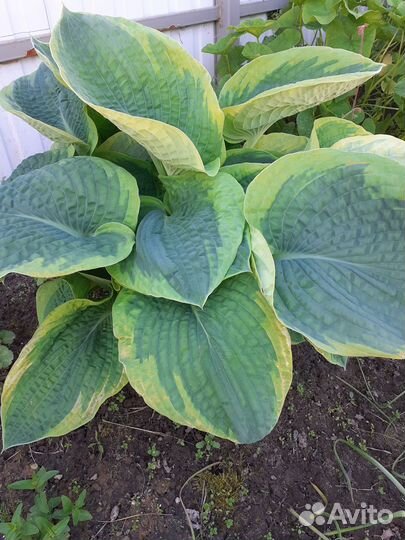 Папоротник садовый и хосты