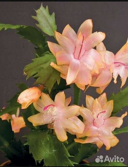 Декабрист шлюмбергера сортовой