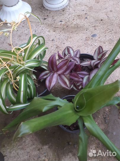 Комнатные цветы