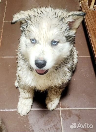 Щенки мамы сибирской хаски и папы маламута