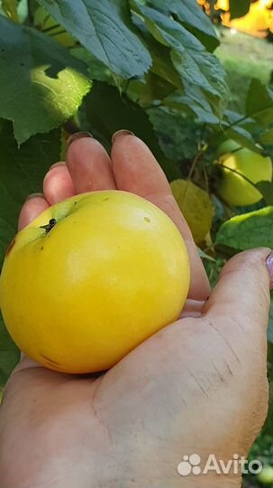 Яблоки домашние со своего сада