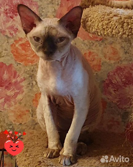 Девон-рекс кот