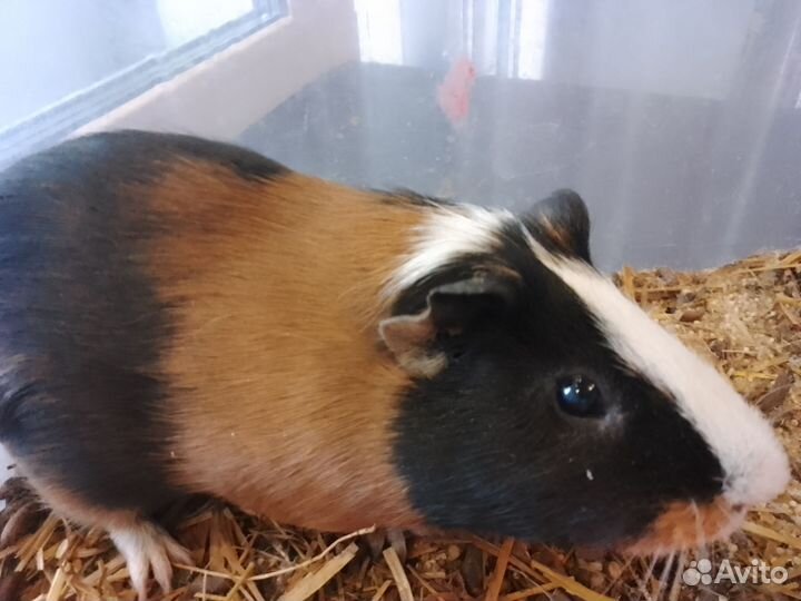 Морская свинка мальчик