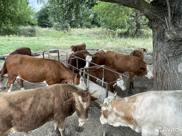 Бычки, коровы, телки и телята