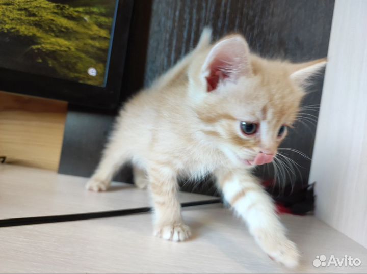 Отдам в добрые руки