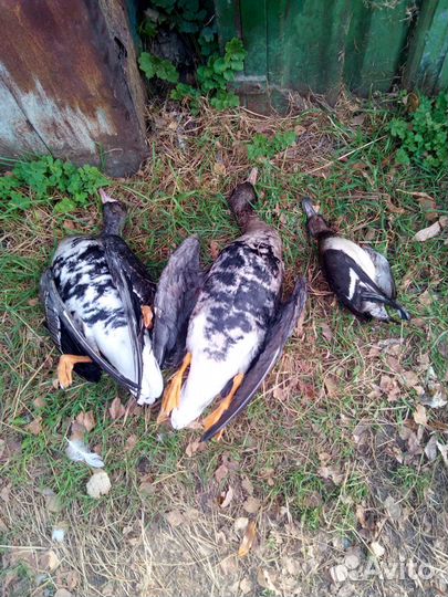 Охота на утку, гуся В ярославской области