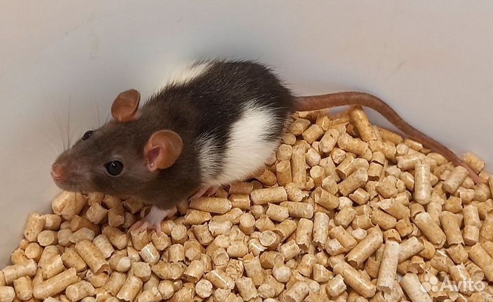 Крысята(девочки)дамбо и со стандартными ушками