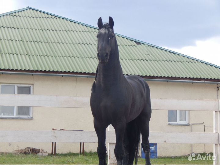 Фризская лошадь