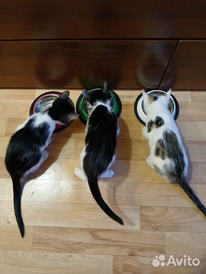 Отдам котят в добрые руки