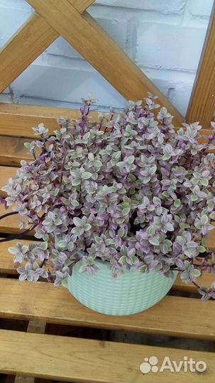 Каллизия и солейролия