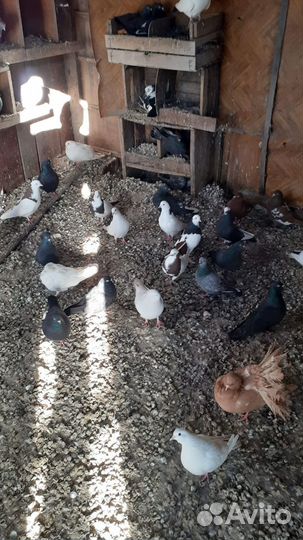 Продажа голубей