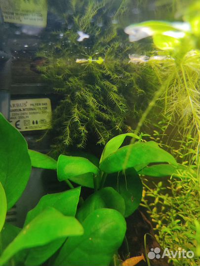 Креветки желтые, аквариум куб