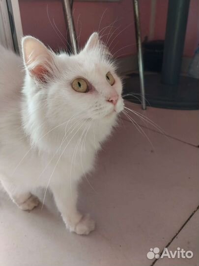 Турецкая ангора